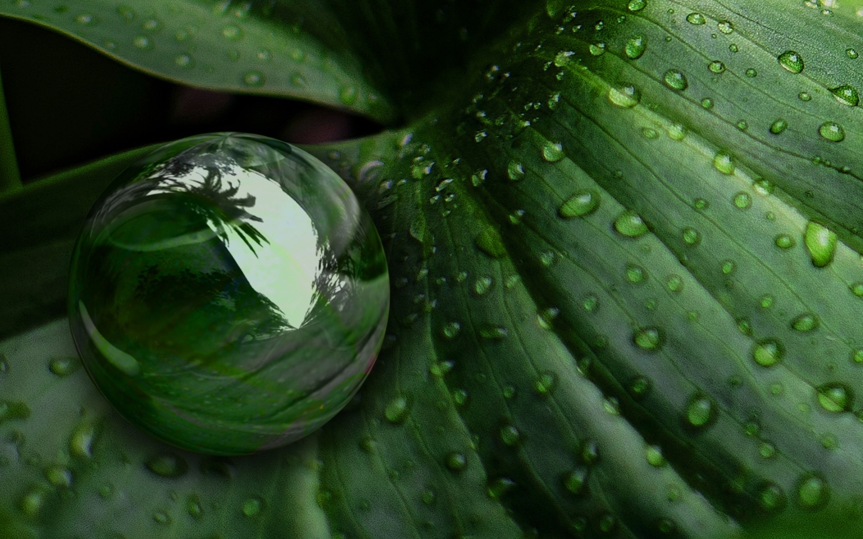 Большая капля на зеленом листке