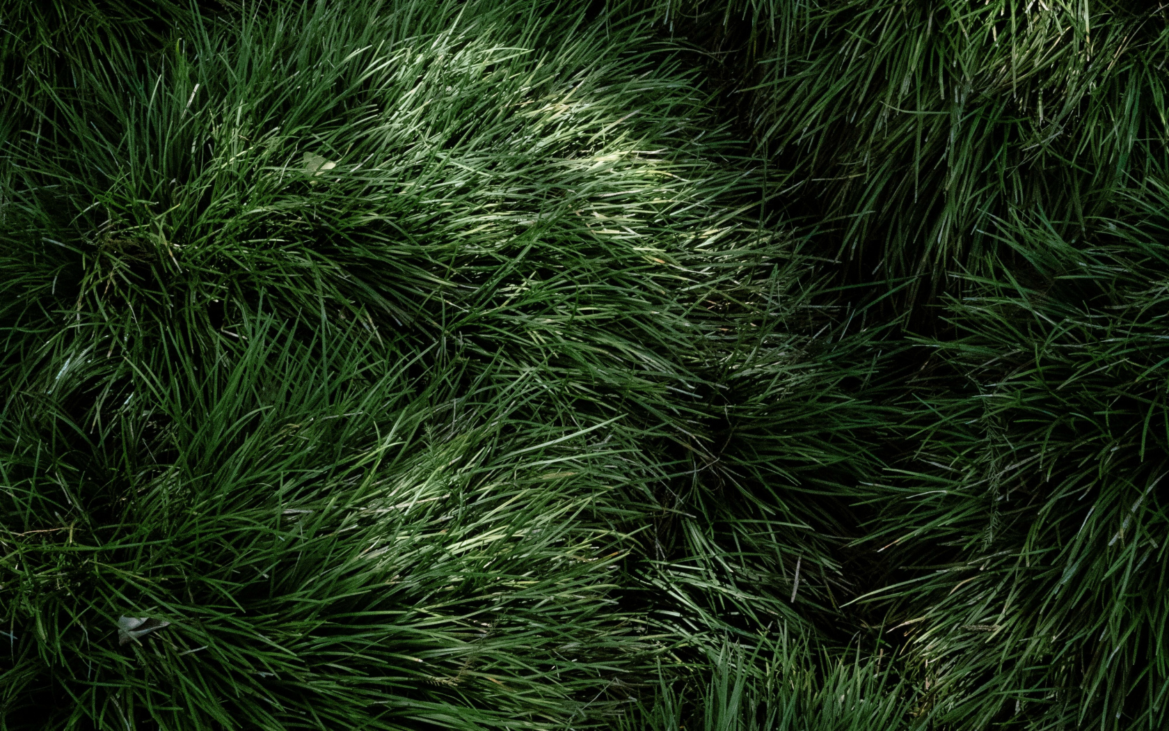 Пушистая зеленая трава крупным планом