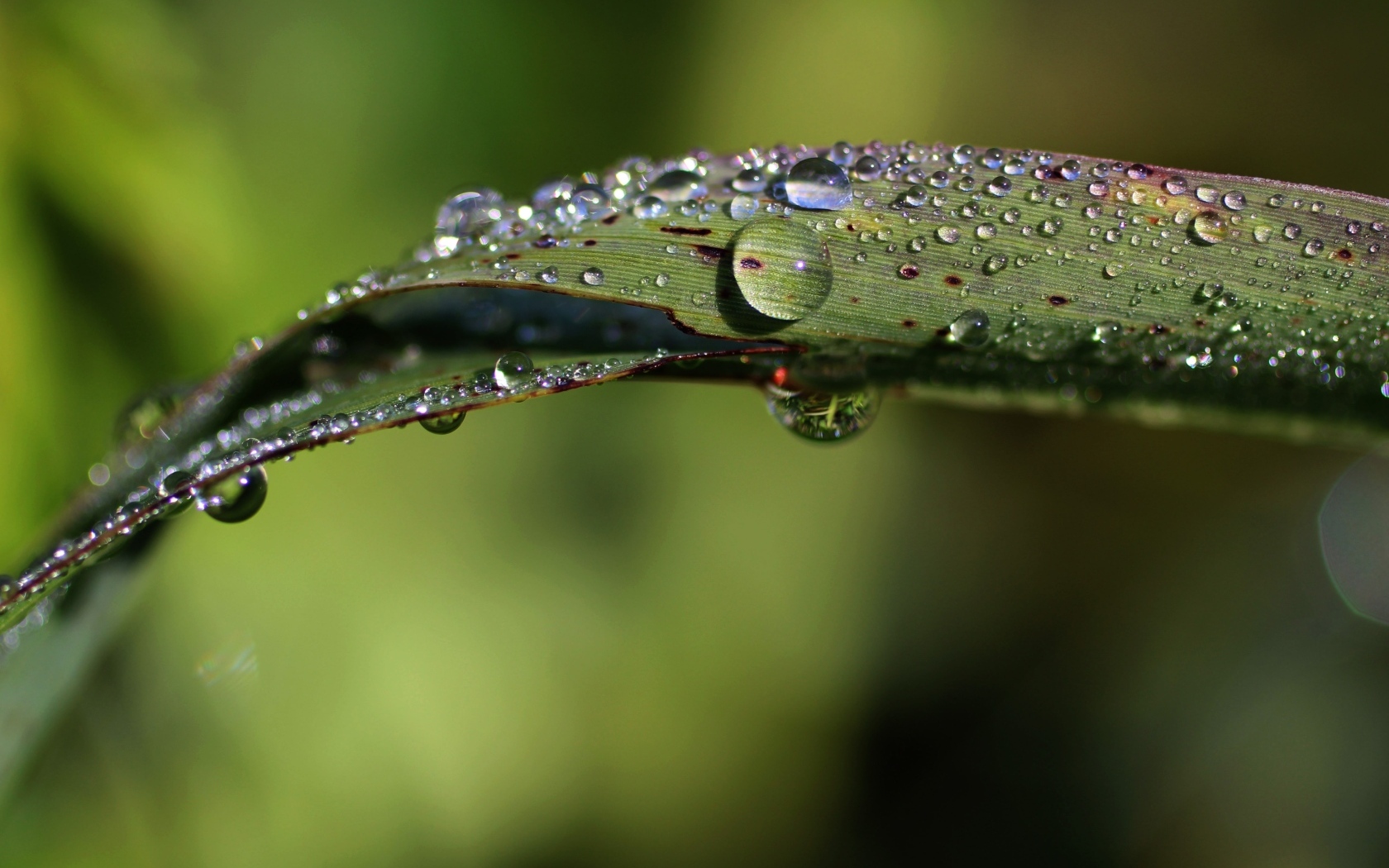 Зеленая трава в каплях дождя