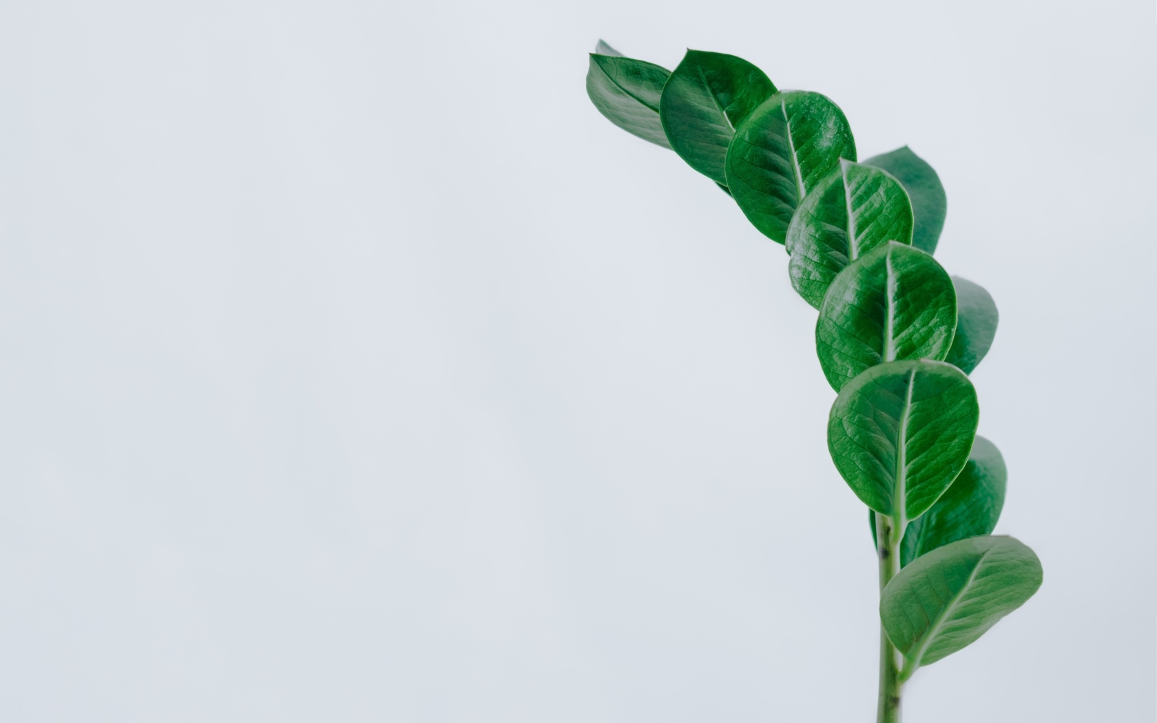 Зеленый лист цветка на сером фоне