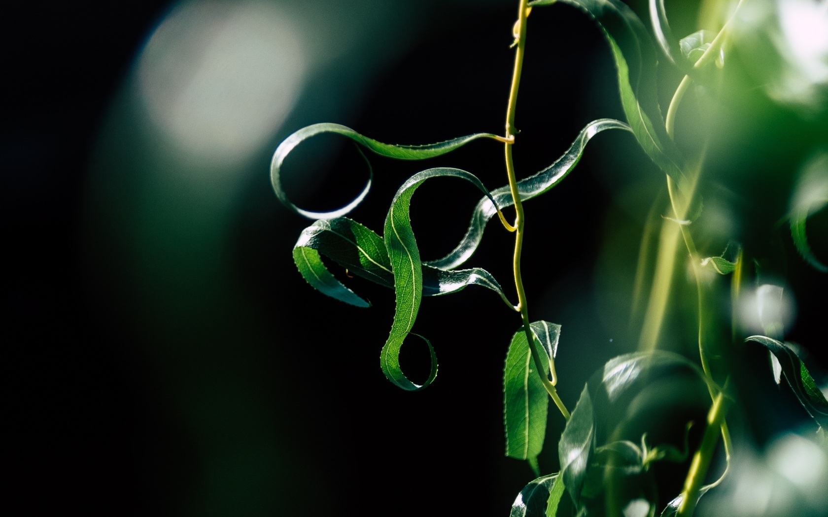 Зеленые листья вербы на тонких ветках