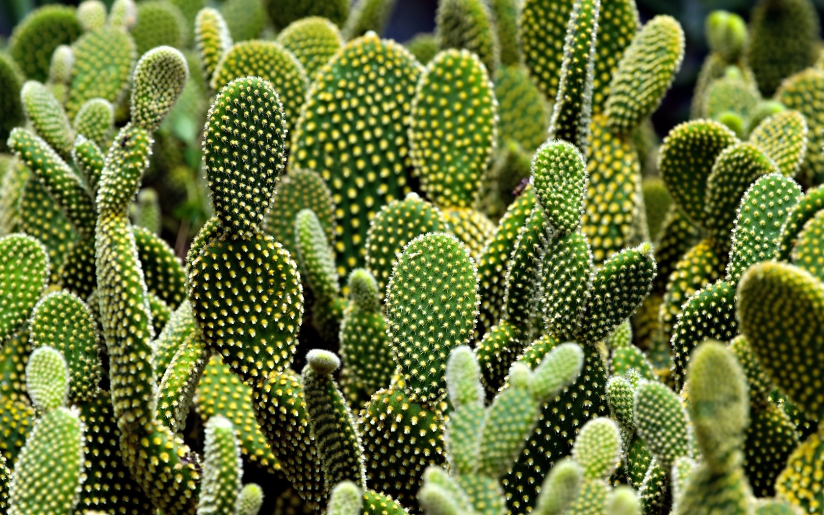 Много колючих тропических кактусов