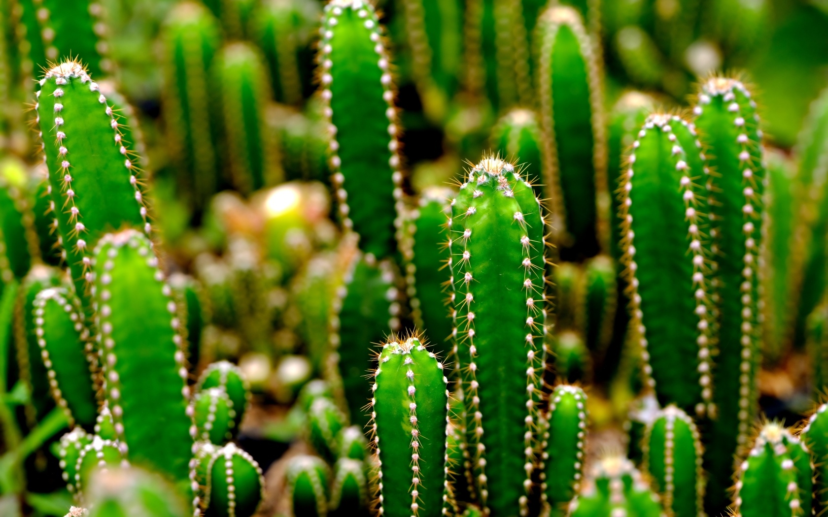 Много колючих зеленых кактусов