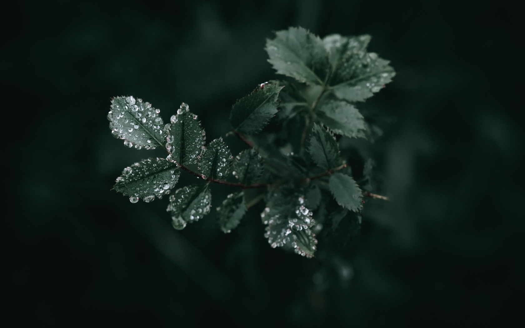 Молодые зеленые листья розы в каплях дождя