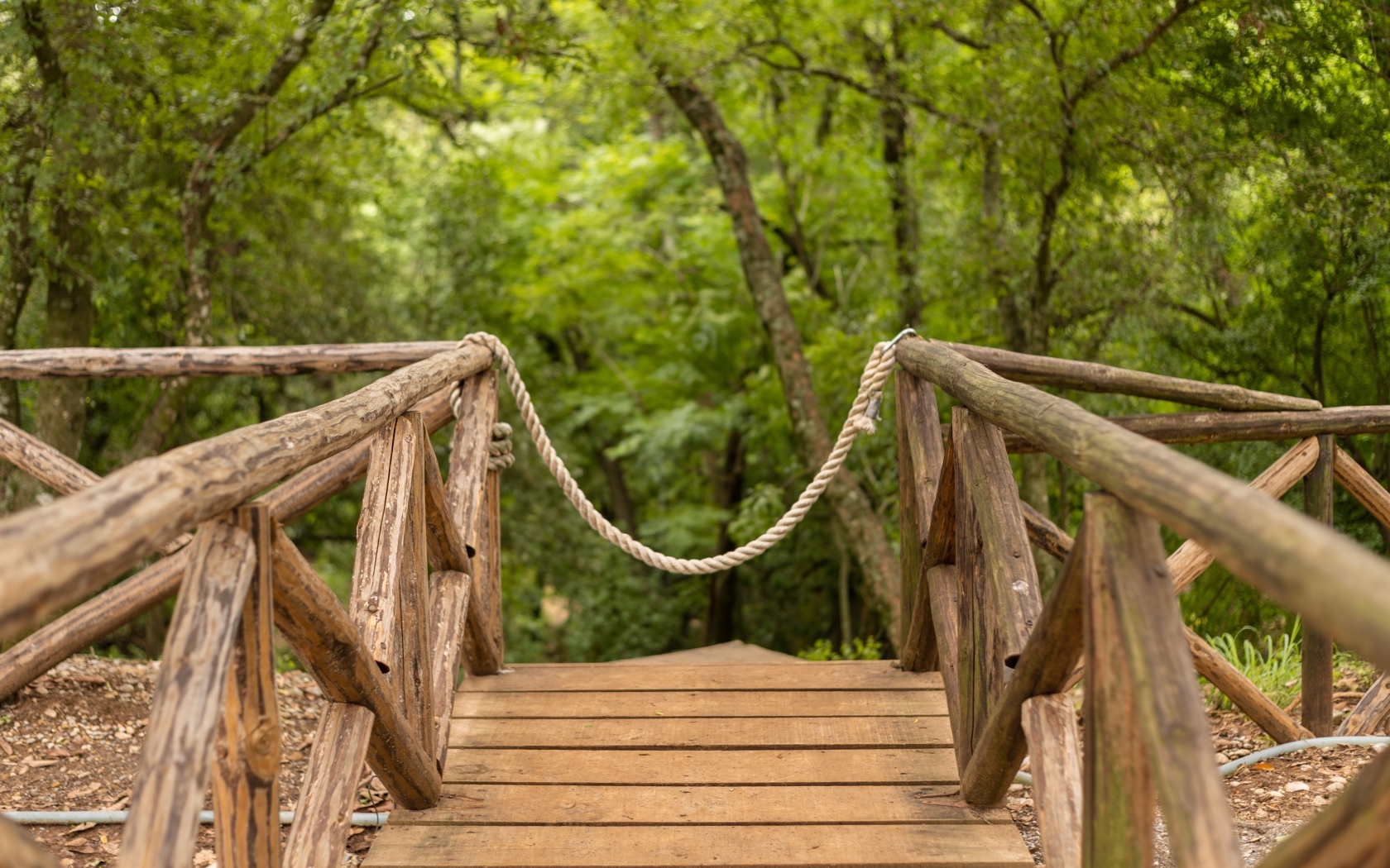 Деревянный мост в летнем парке