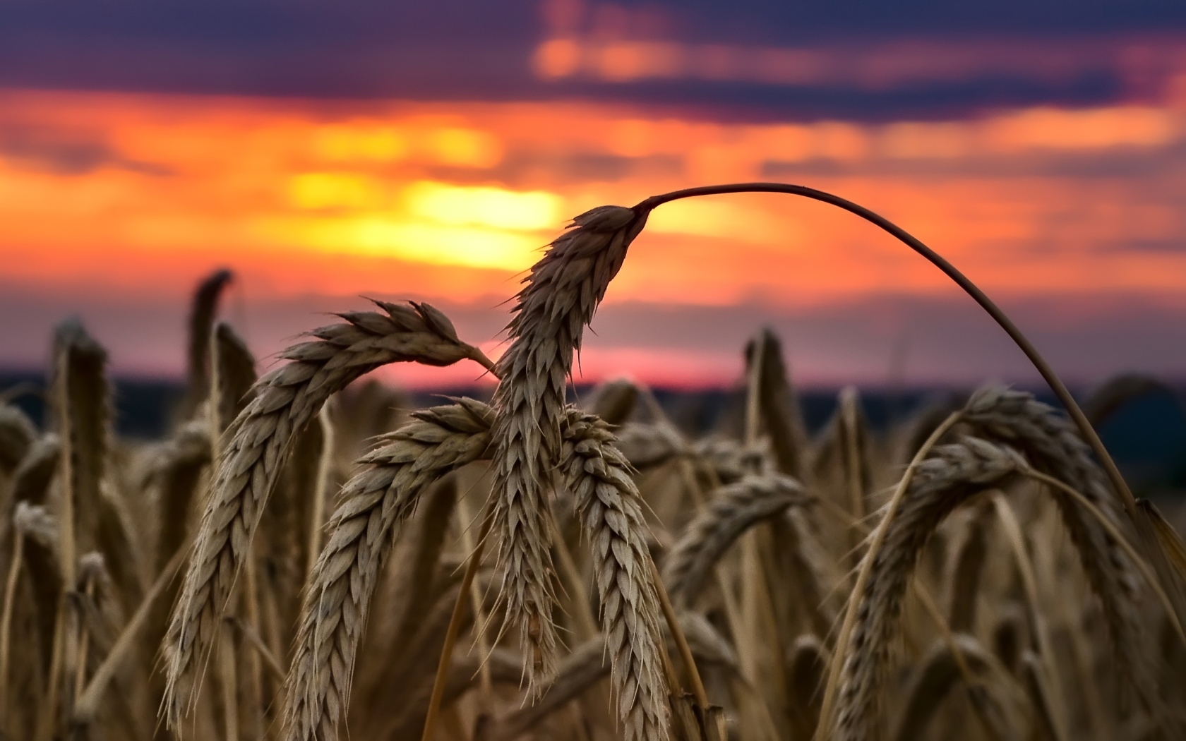 Колосья спелой пшеницы на закате солнца на поле