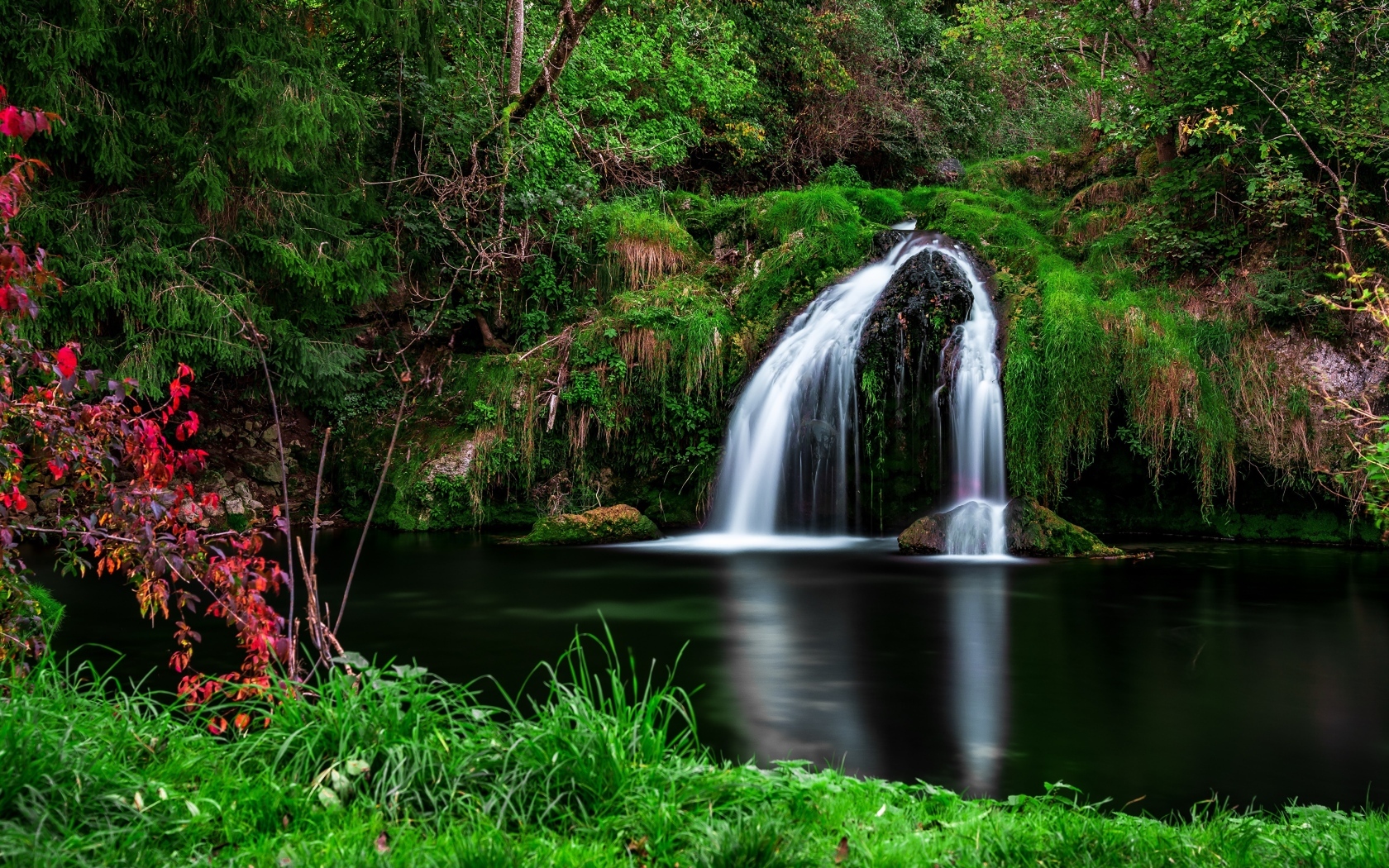 Зеленая растительность у водопада в лесу