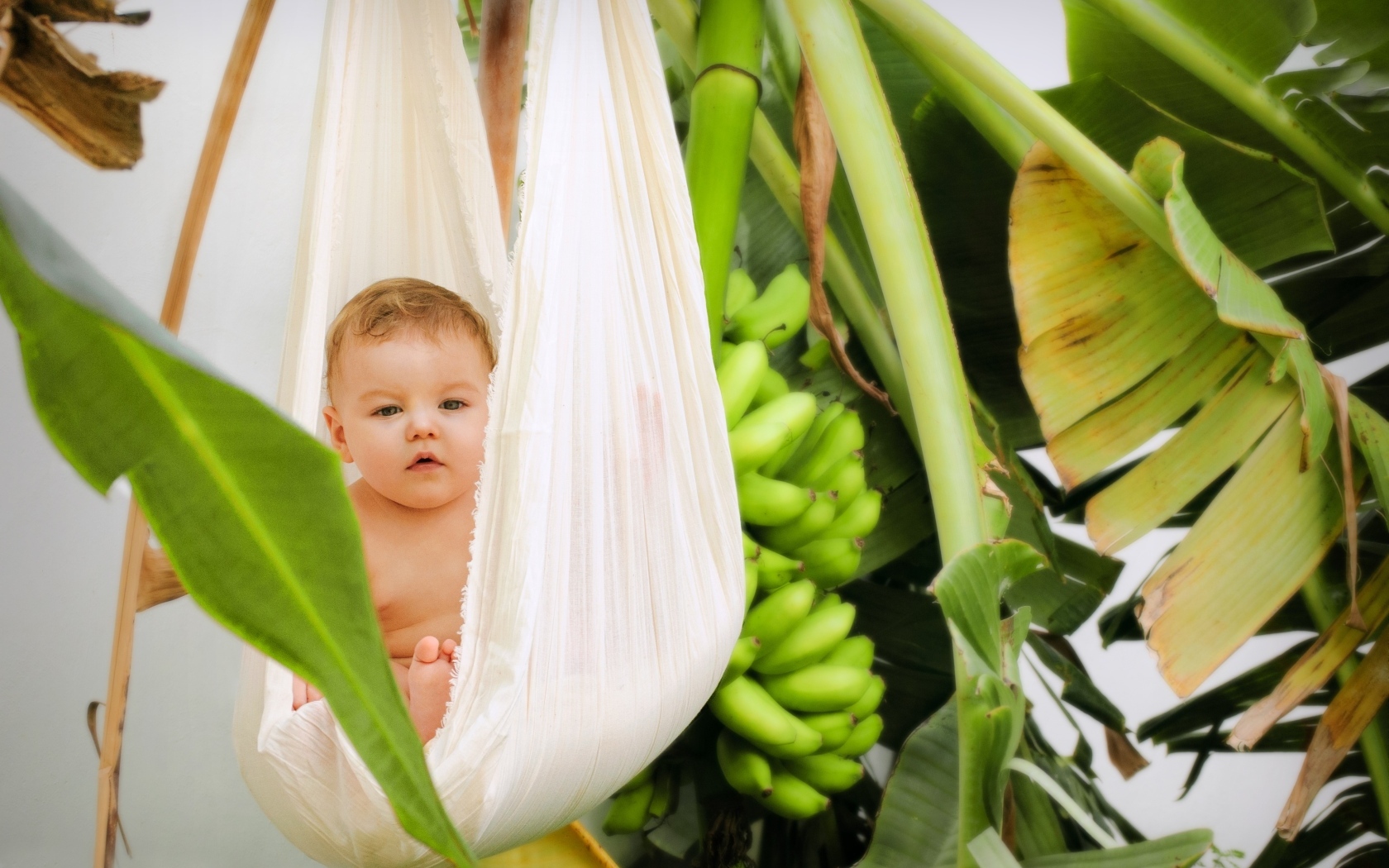 Ребенок в гамаке в тропических зарослях