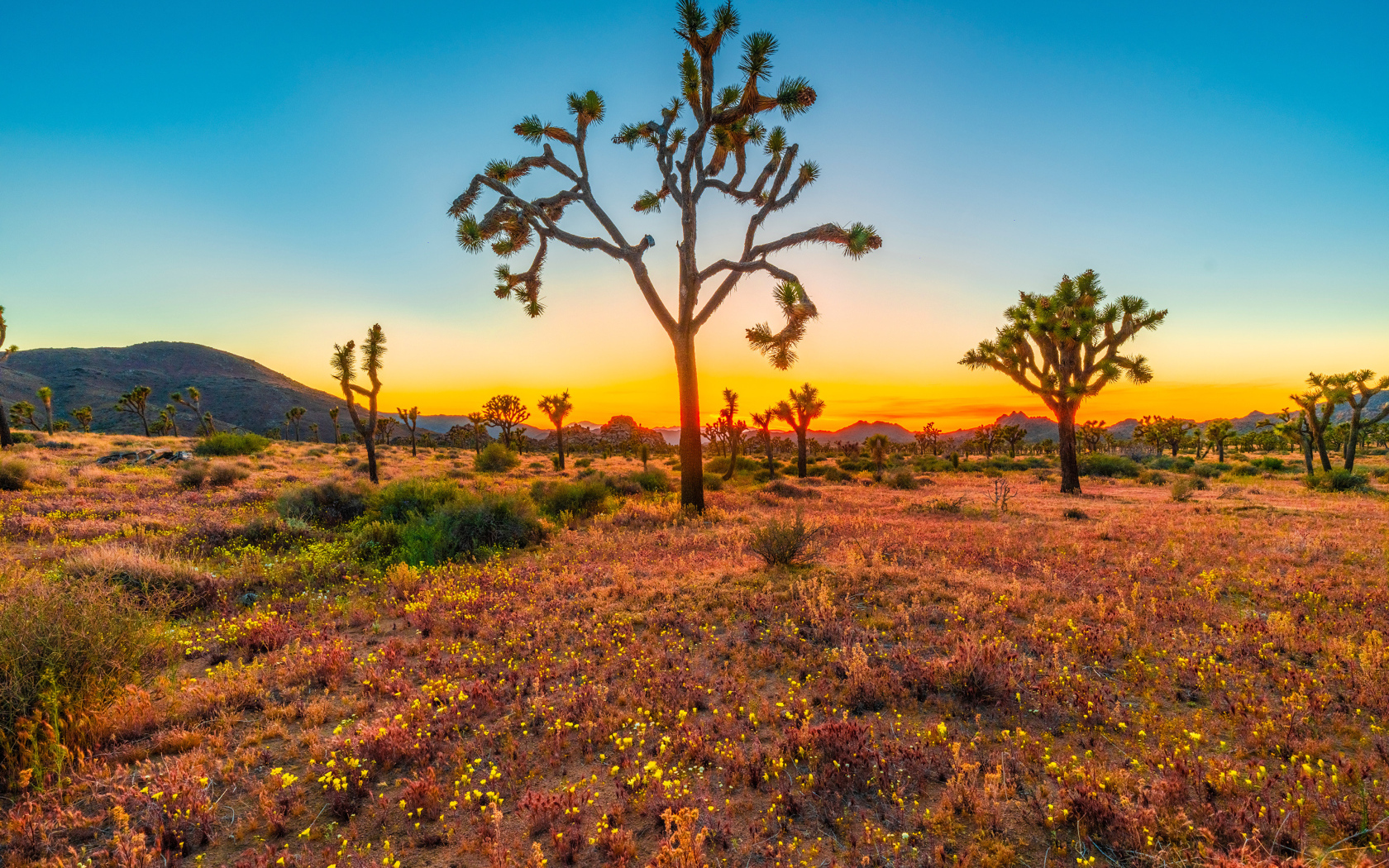 Закат солнца в национальном парке Джошуа-Три, США