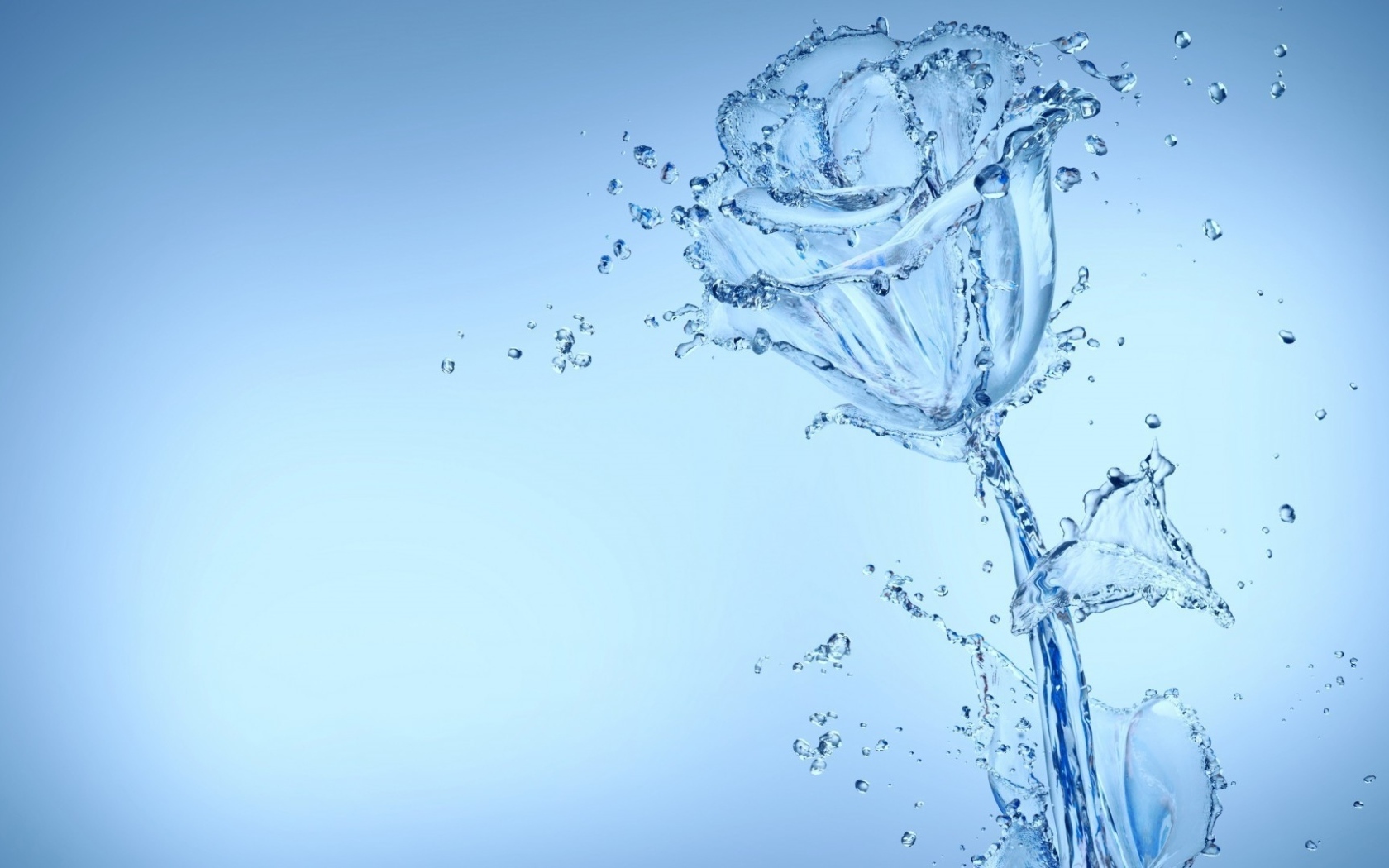 Красивая роза из воду на голубом фоне