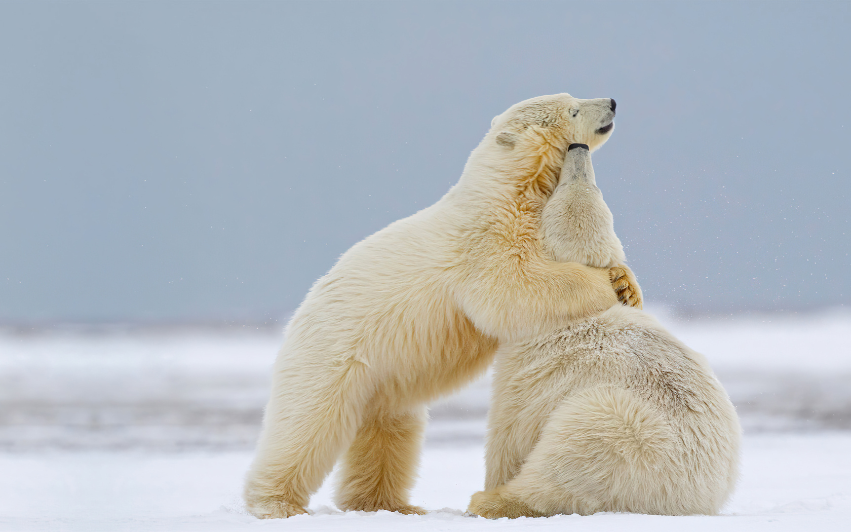 Полярные медведи на снегу