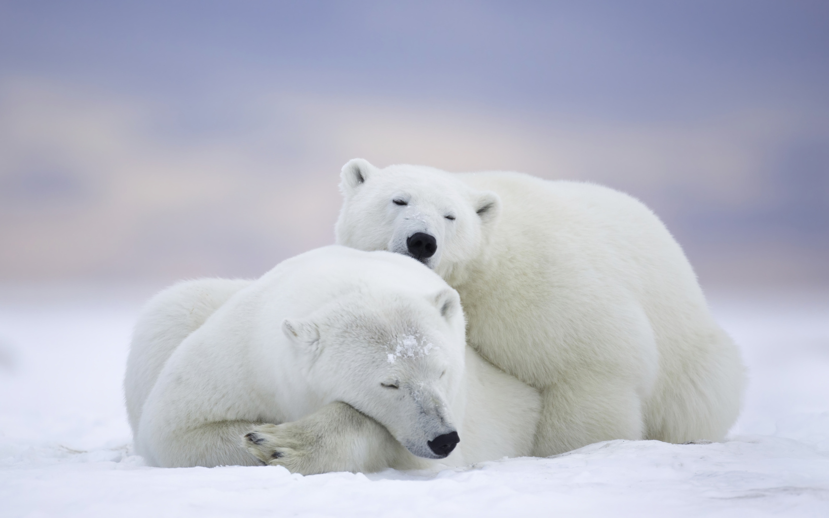 Два белых медведя спят на снегу