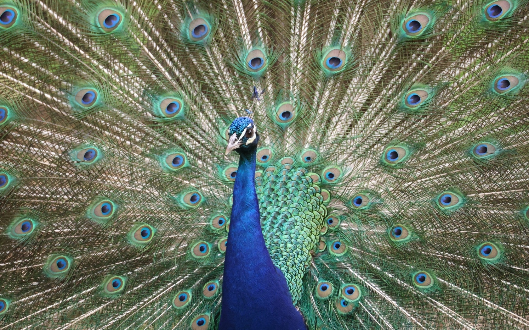 Красивый павлин раскрыл пышный хвост