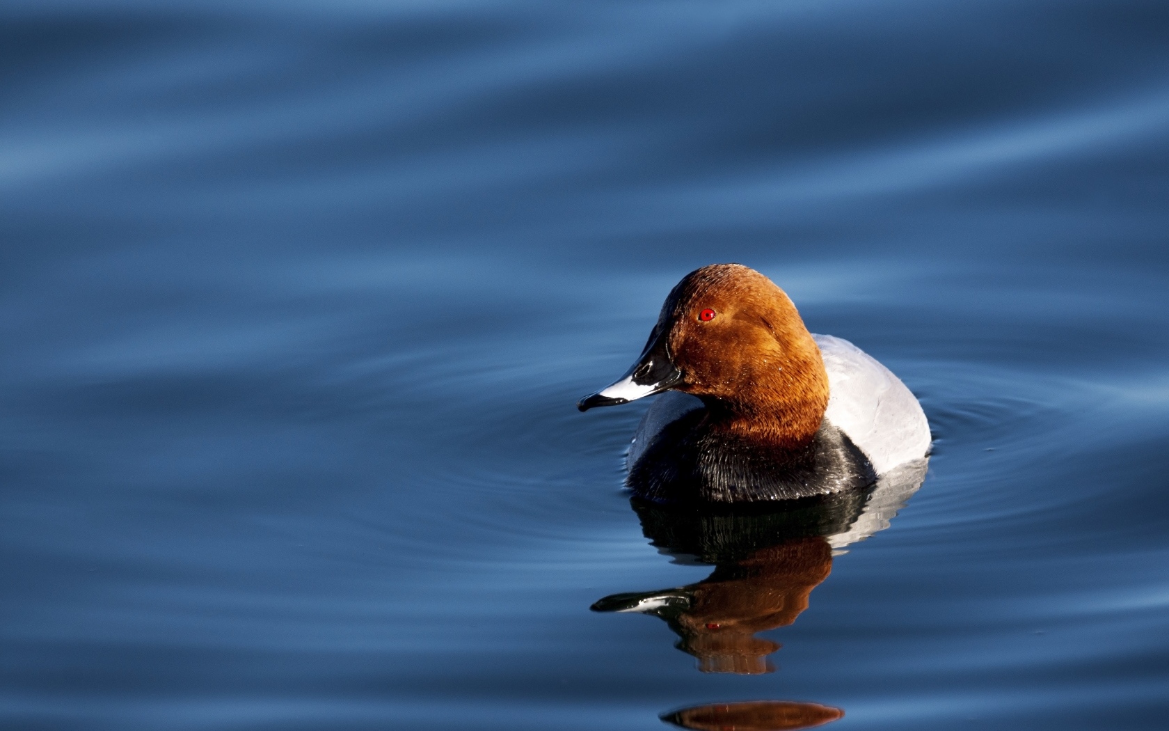 Утка отражается в темной воде озера