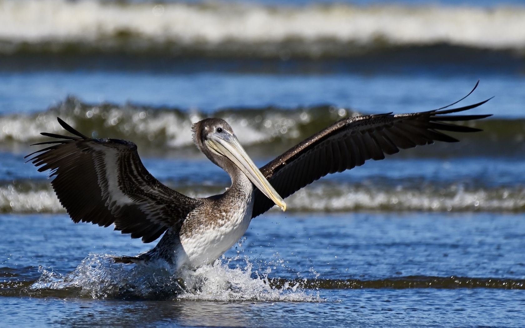 Большой пеликан расправил крылья в воде