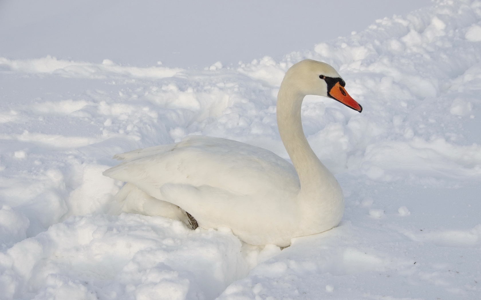 Большой белый лебедь лежит на снегу