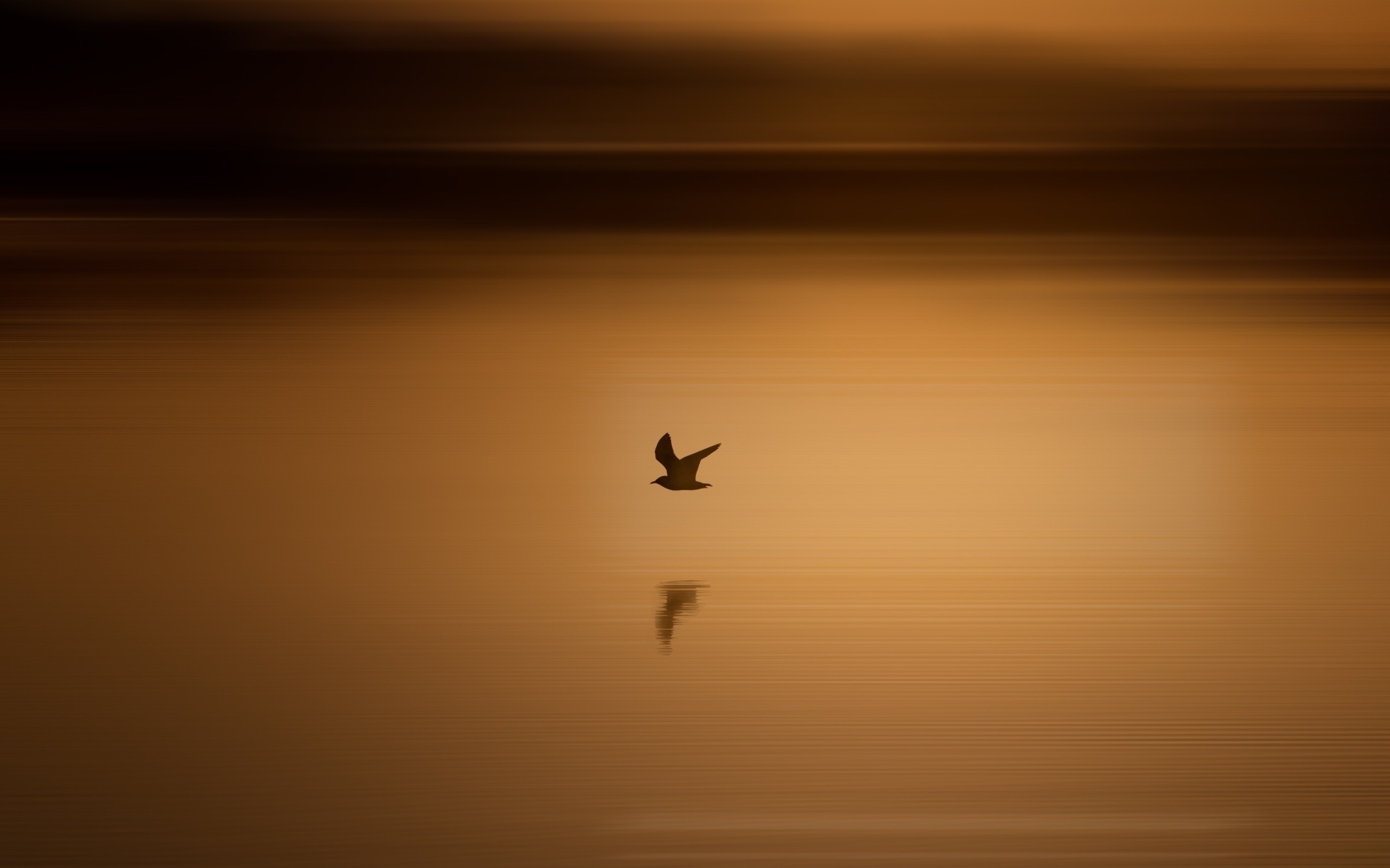 Чайка летит над водой на закате солнца