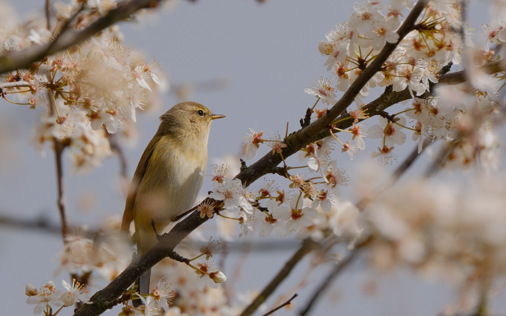 Маленькая птица сидит на цветущей ветке вишни 