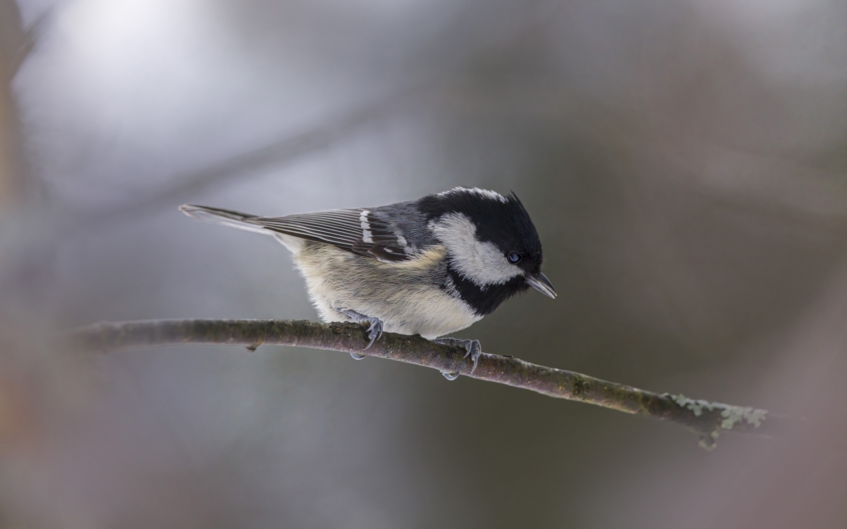 Маленькая пестрая синичка сидит на ветке дерева 