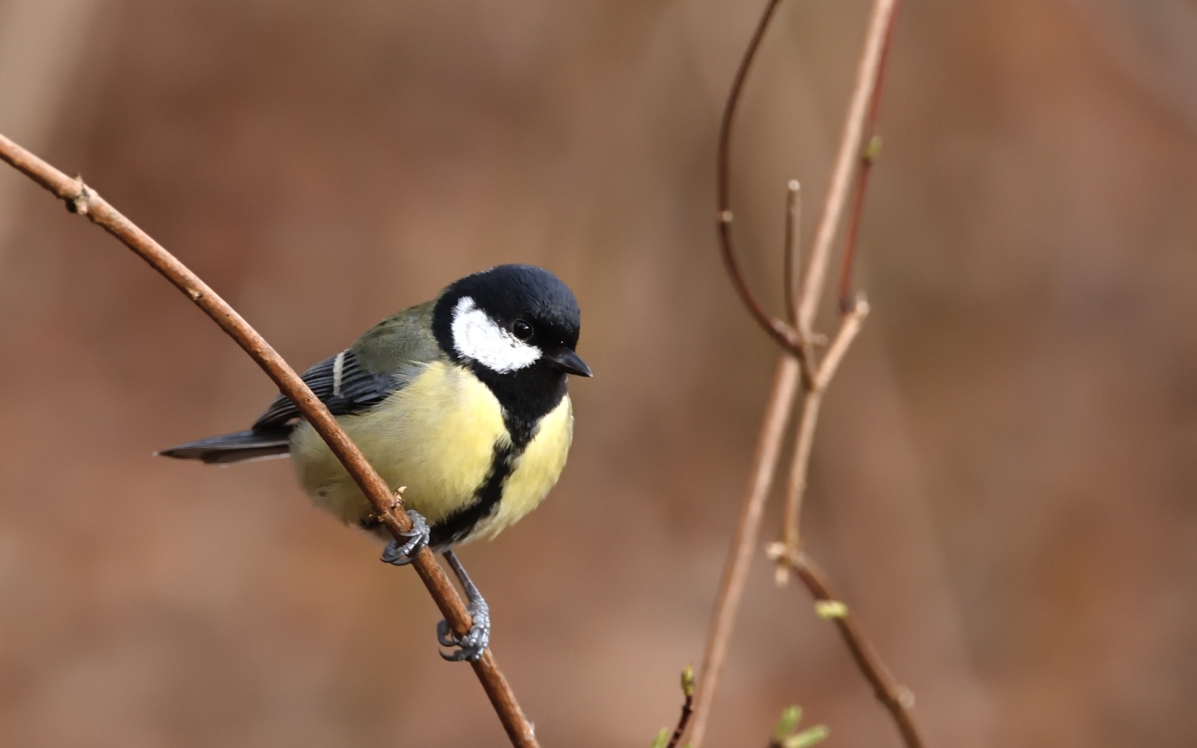 Маленькая синица сидит на тонкой ветке