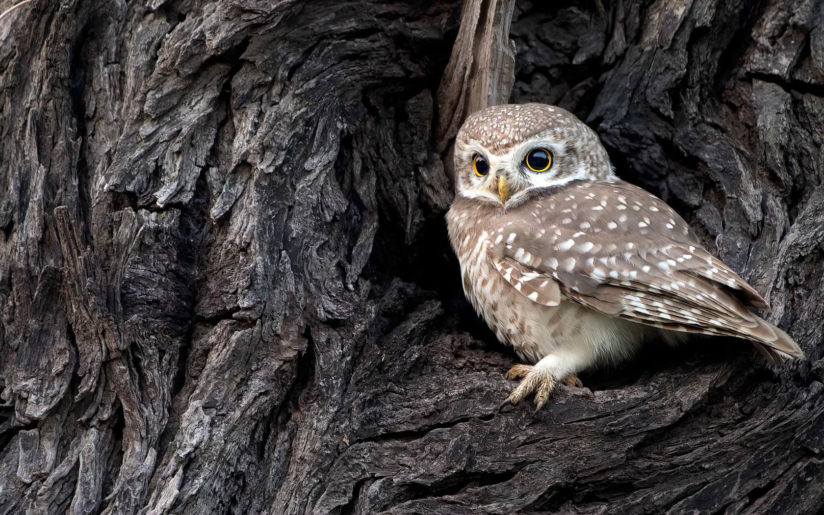 Сова сидит в дупле у дерева