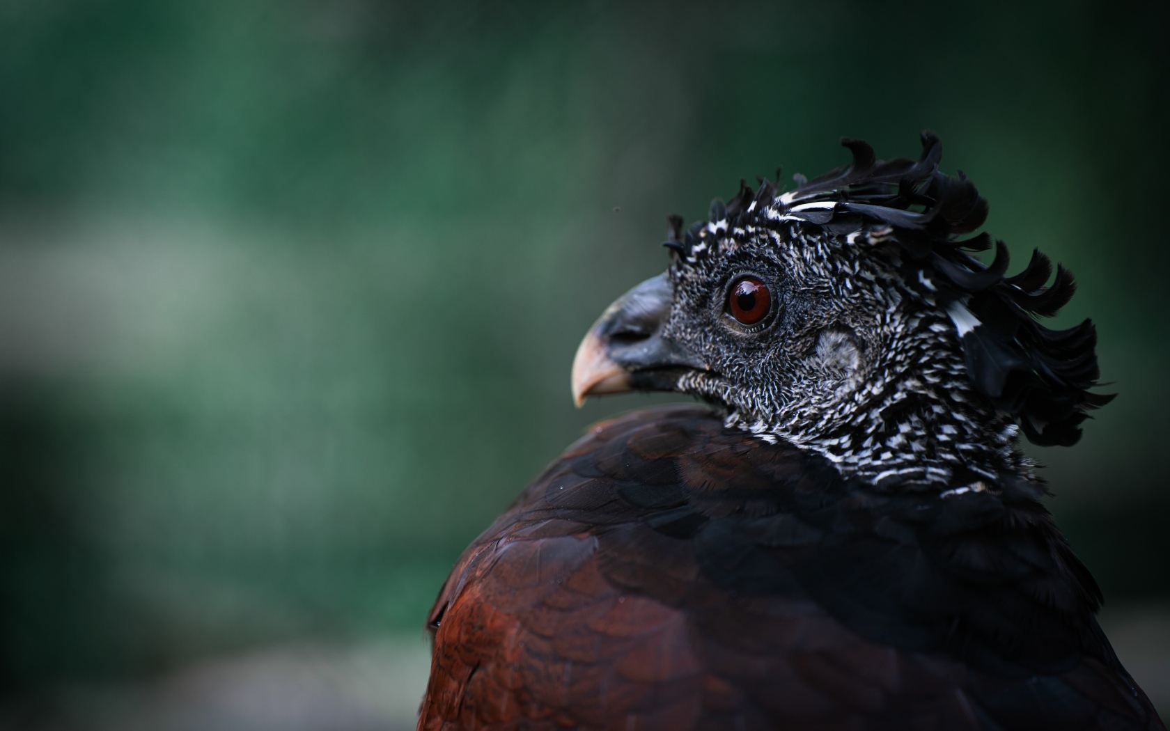 Большая черная птица великий курасов