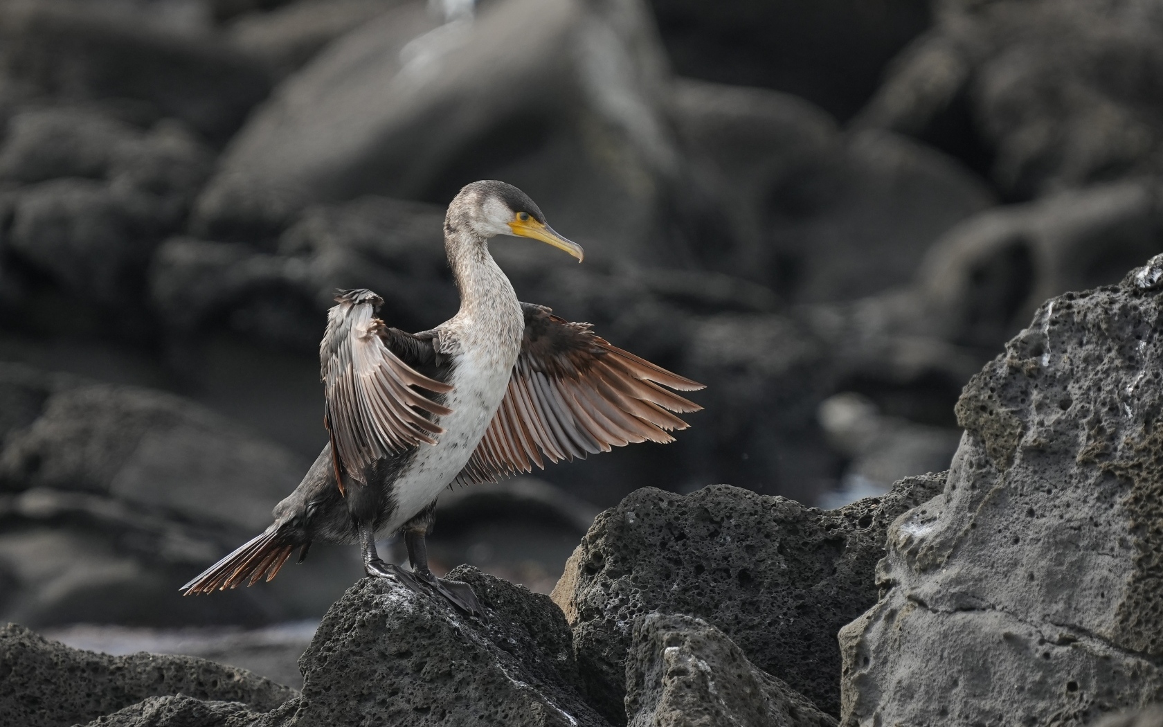 Черный баклан охотится на камне
