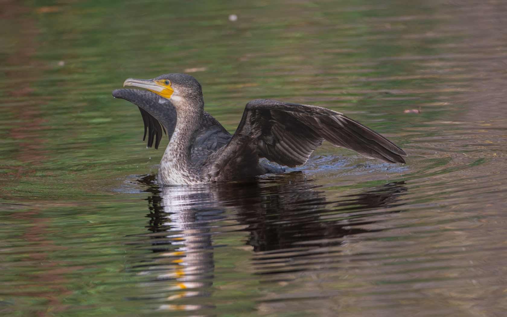 Черный баклан расправил крылья в воде