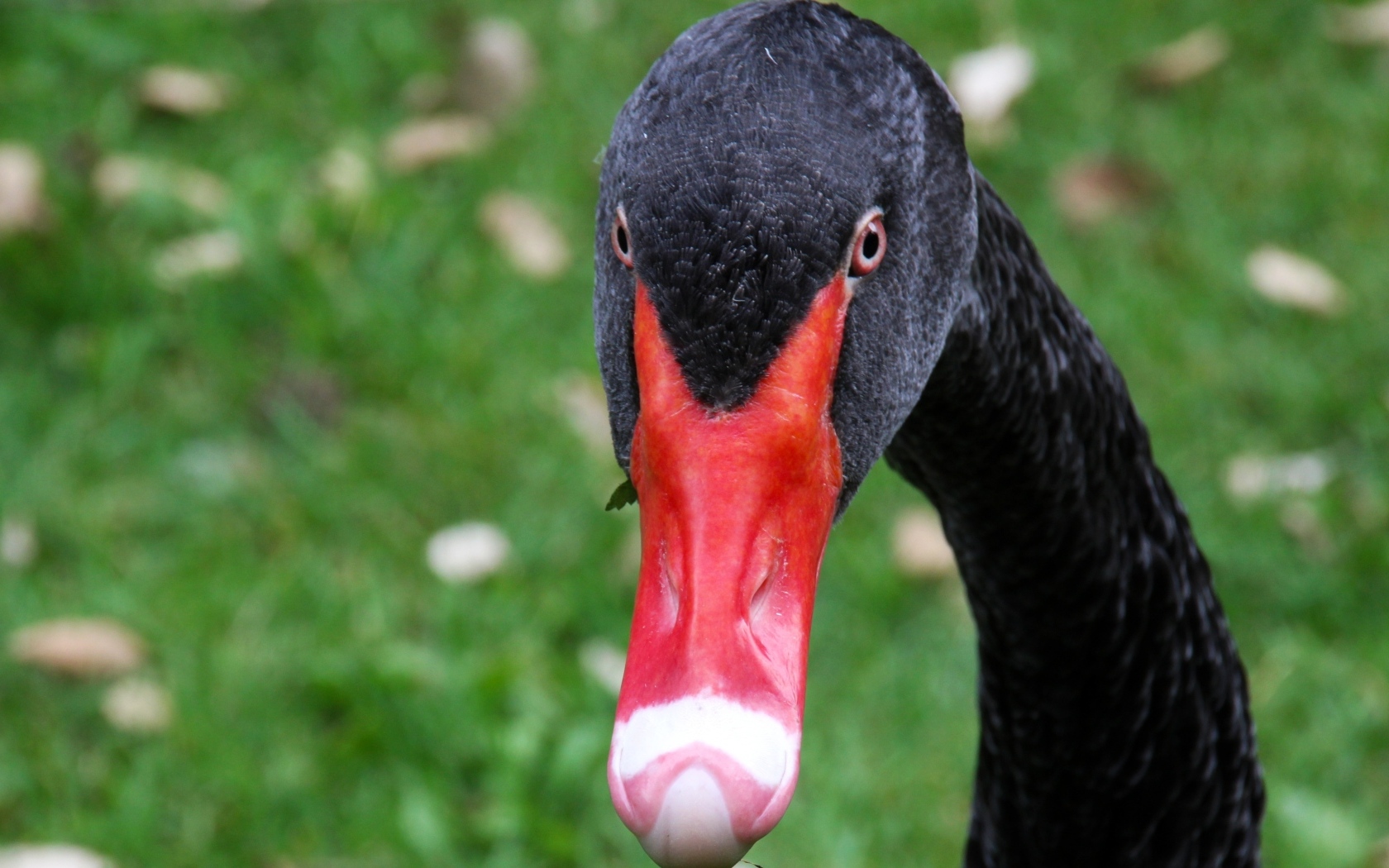 Черный лебедь с красным клювом крупным планом