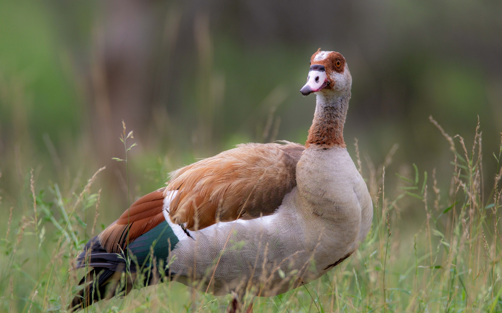 Коричневый дикий гусь в траве