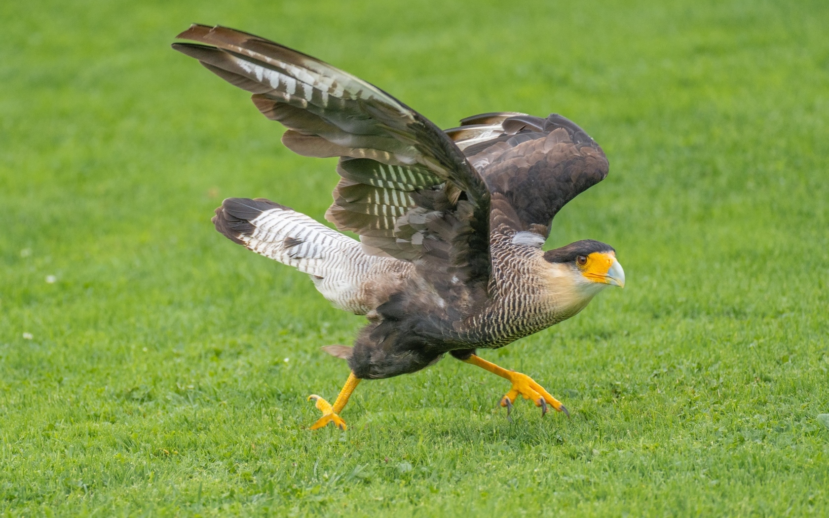 Птица каракара готовится к взлету