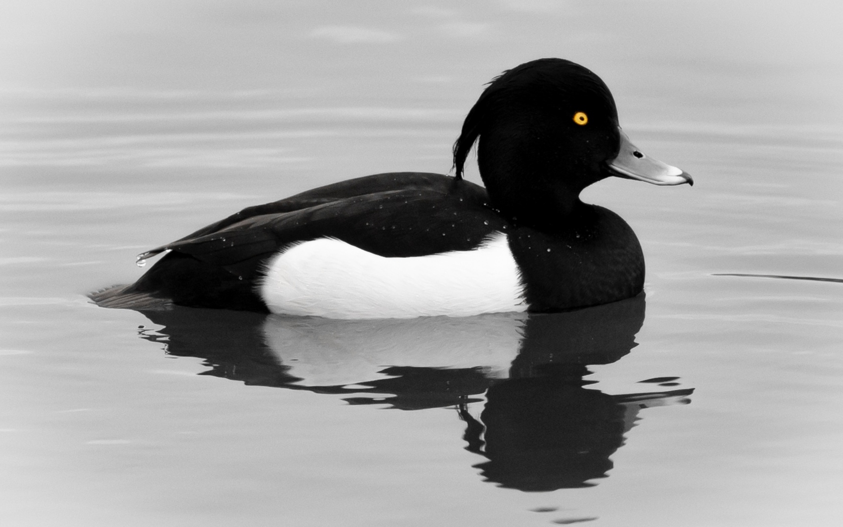 Хохлатая утка плавает в воде