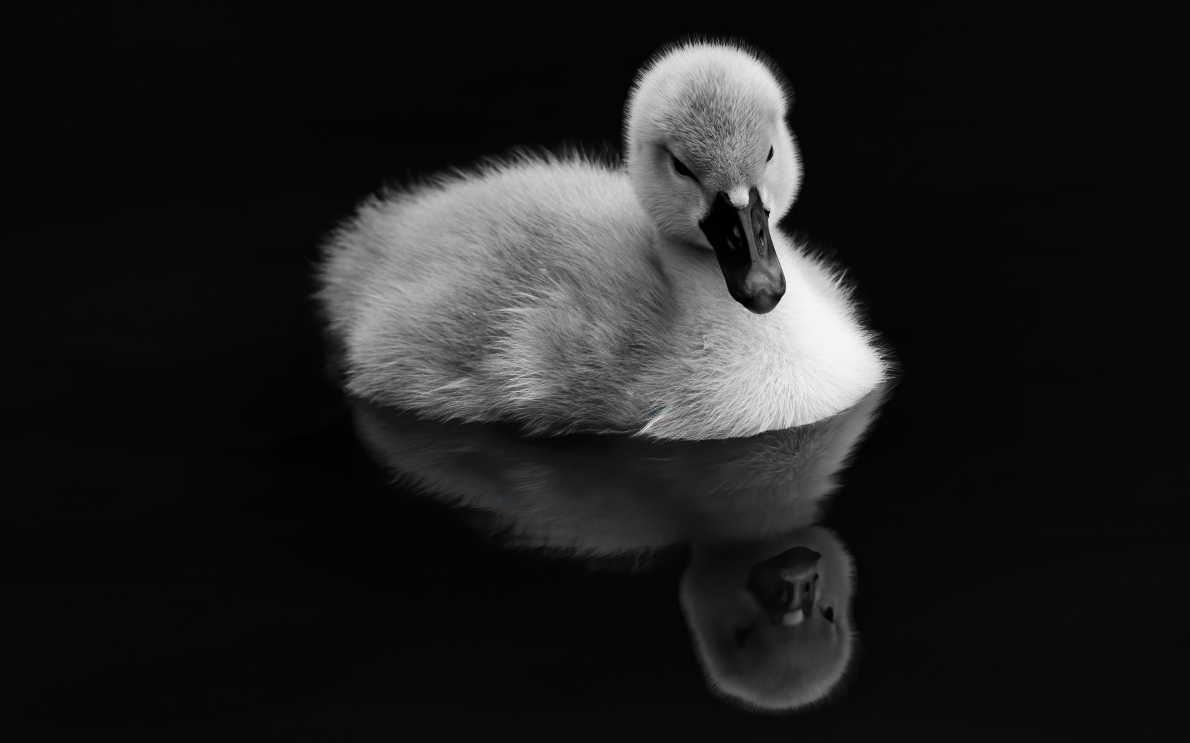 Утенок плавает в воде на черном фоне