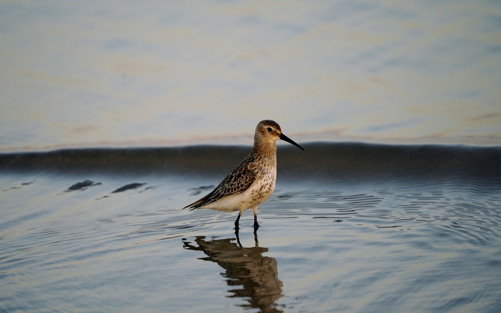 Птица чернозобик в воде