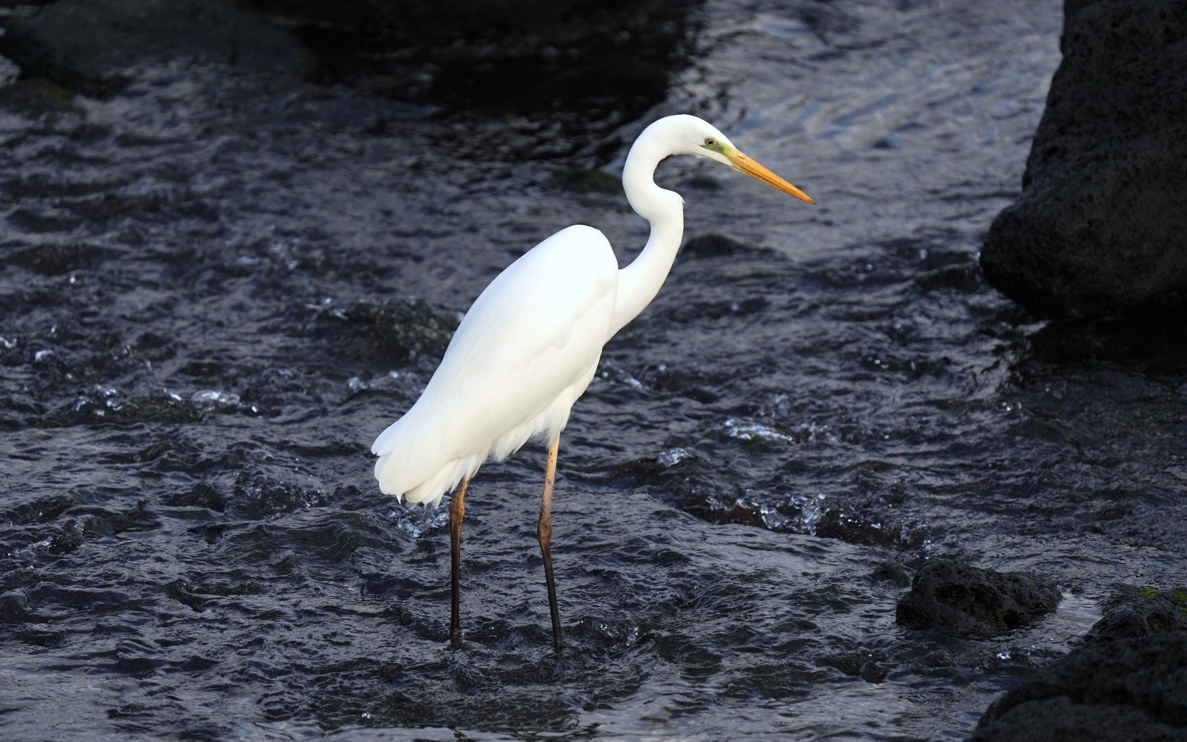 Большая белая цапля стоит в воде