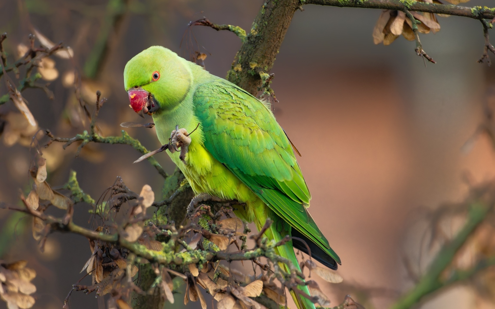 Зеленый попугай сидит на ветке дерева
