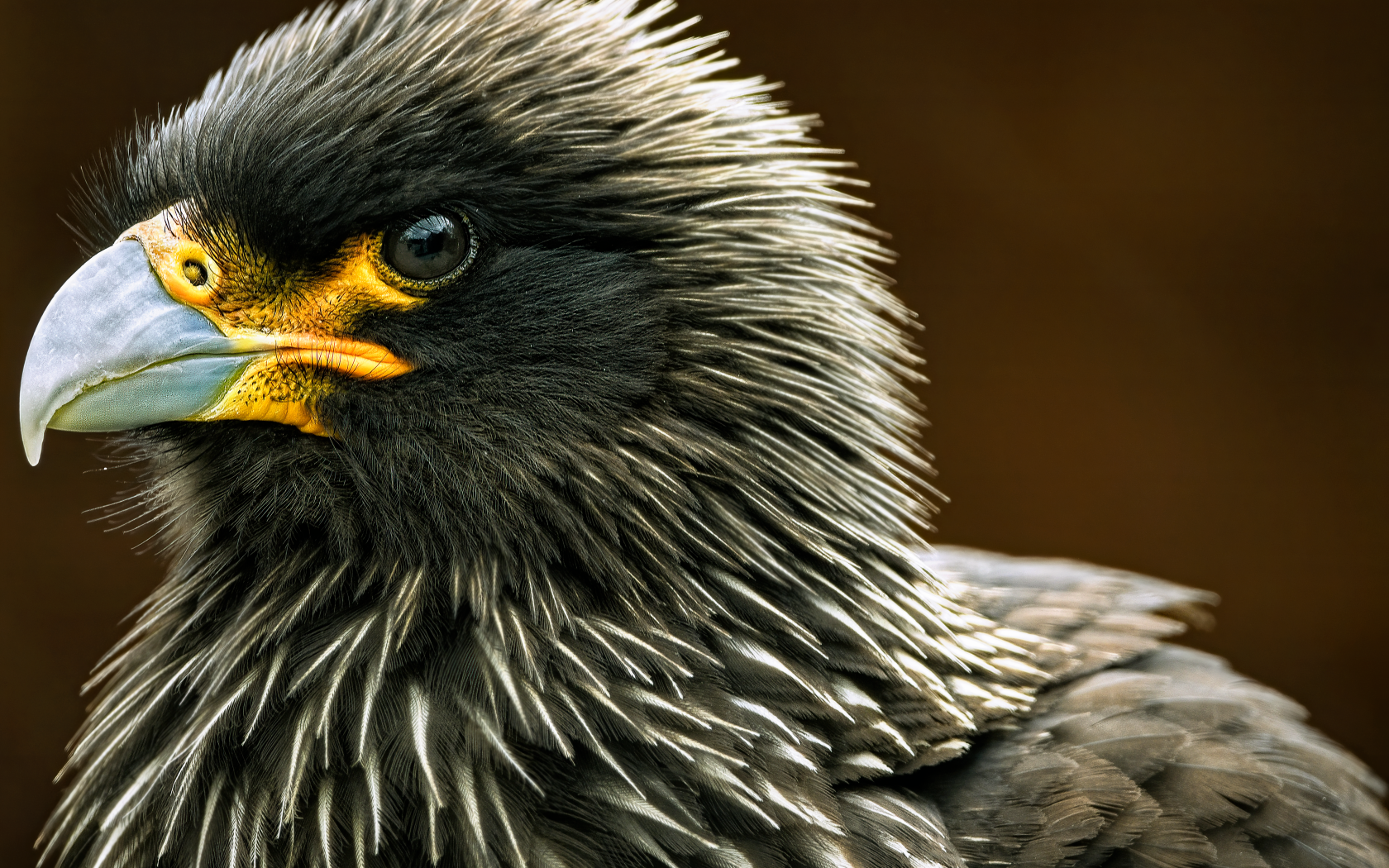 Голова черной птицы каракара