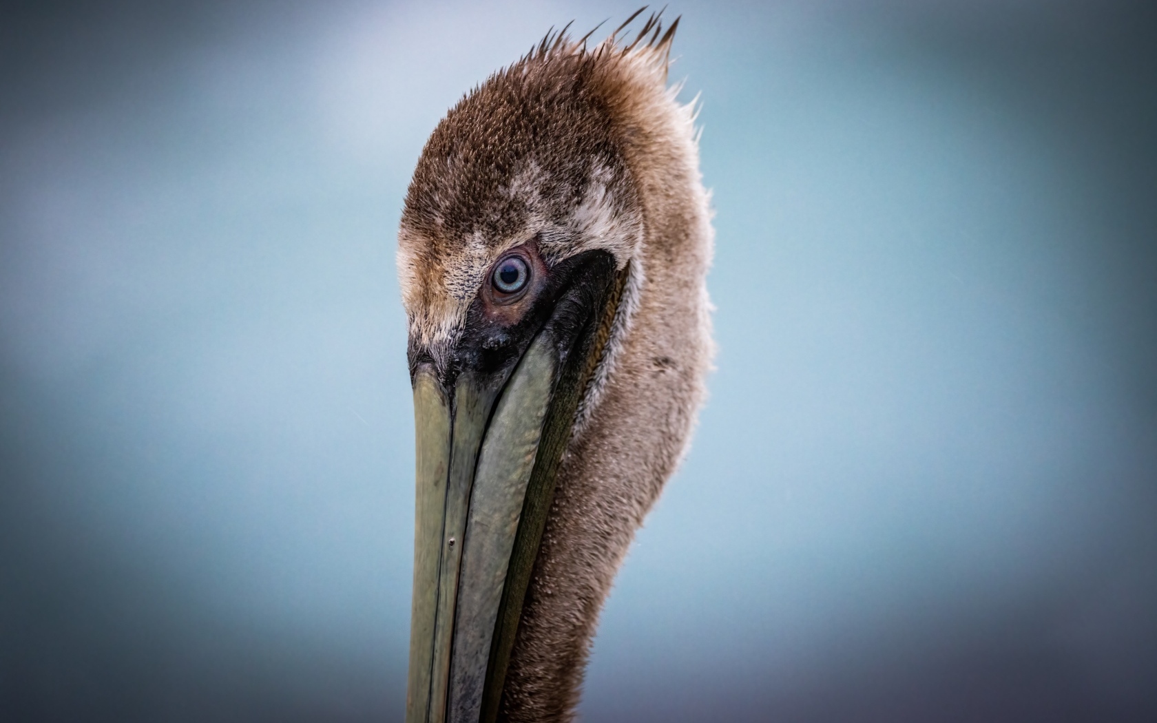 Голова пеликана с длинным клювом на сером фоне