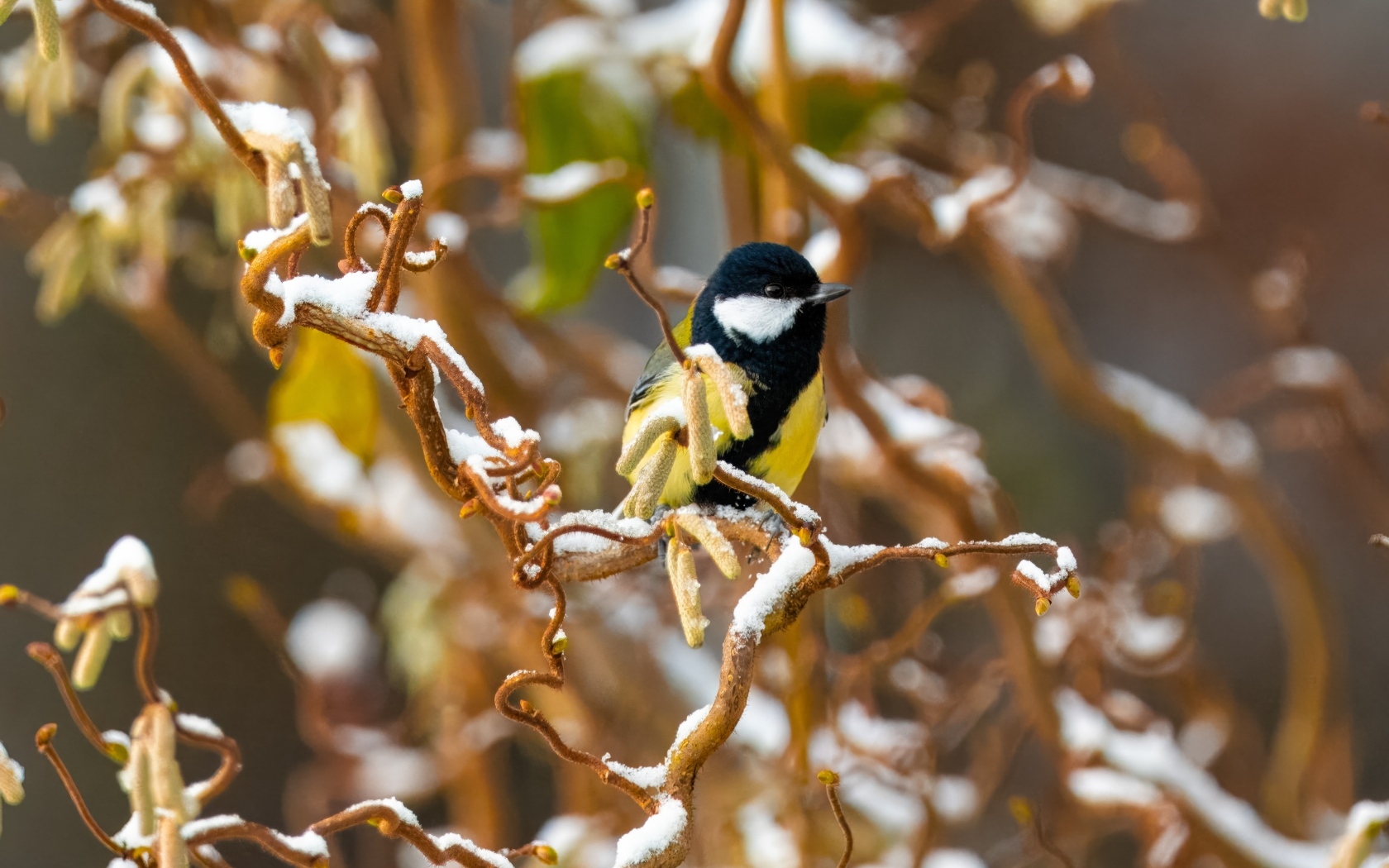 Маленькая синица сидит на ветке зимой