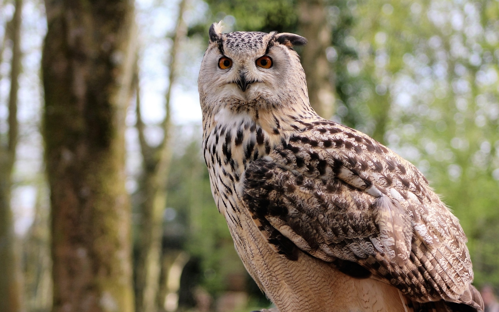 Ушастая сова в лесу