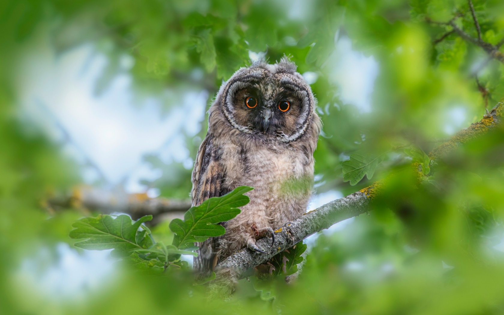 Сова сидит в ветках дуба