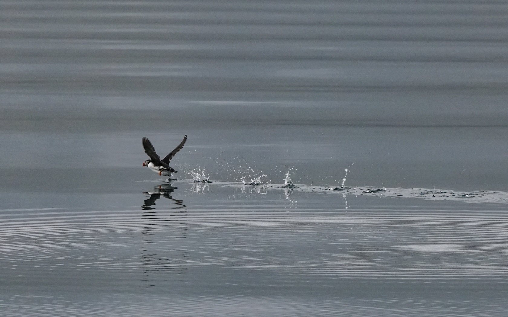 Птица тупик взлетает по воде