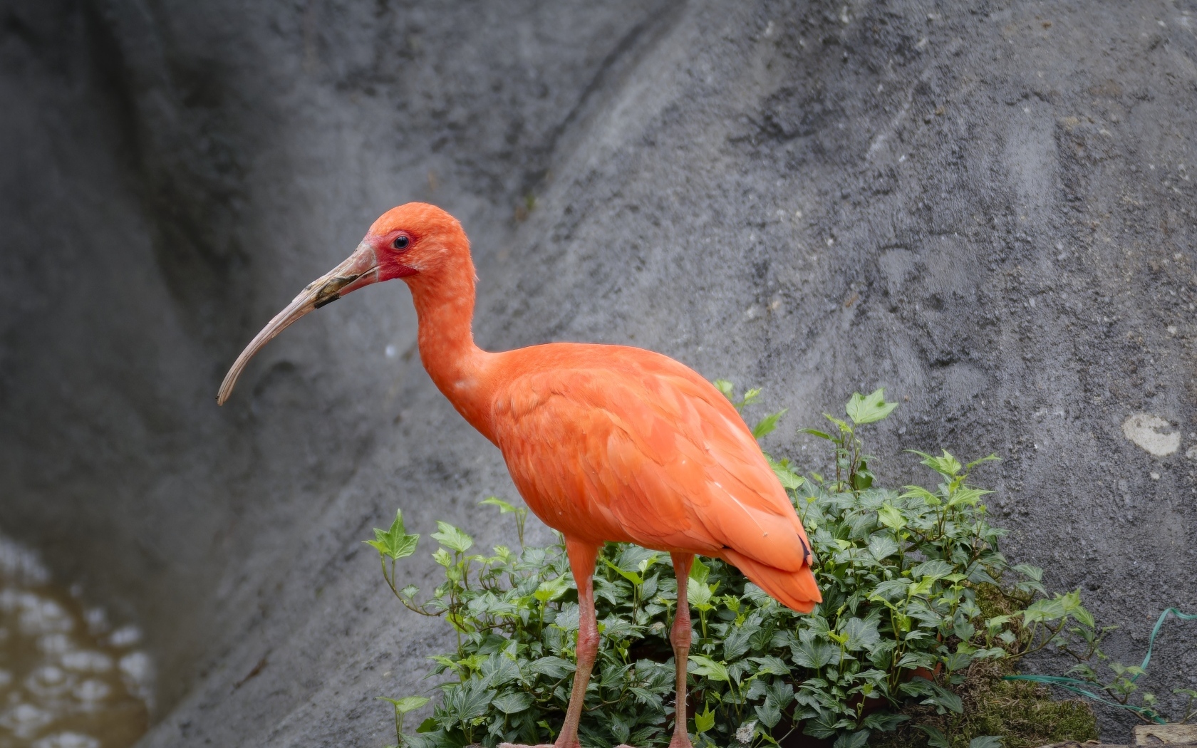 Красная птица ибис с длинным клювом в зоопарке