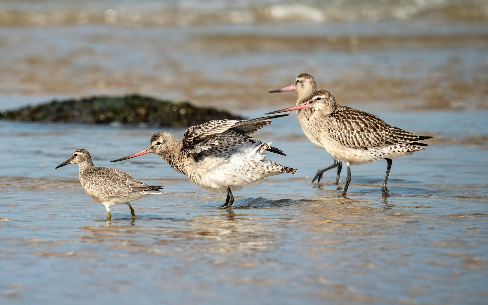 Семейство птиц кулик в воде
