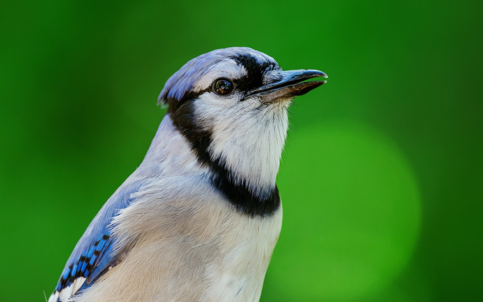 Маленькая птица с острым клювом на зеленом фоне