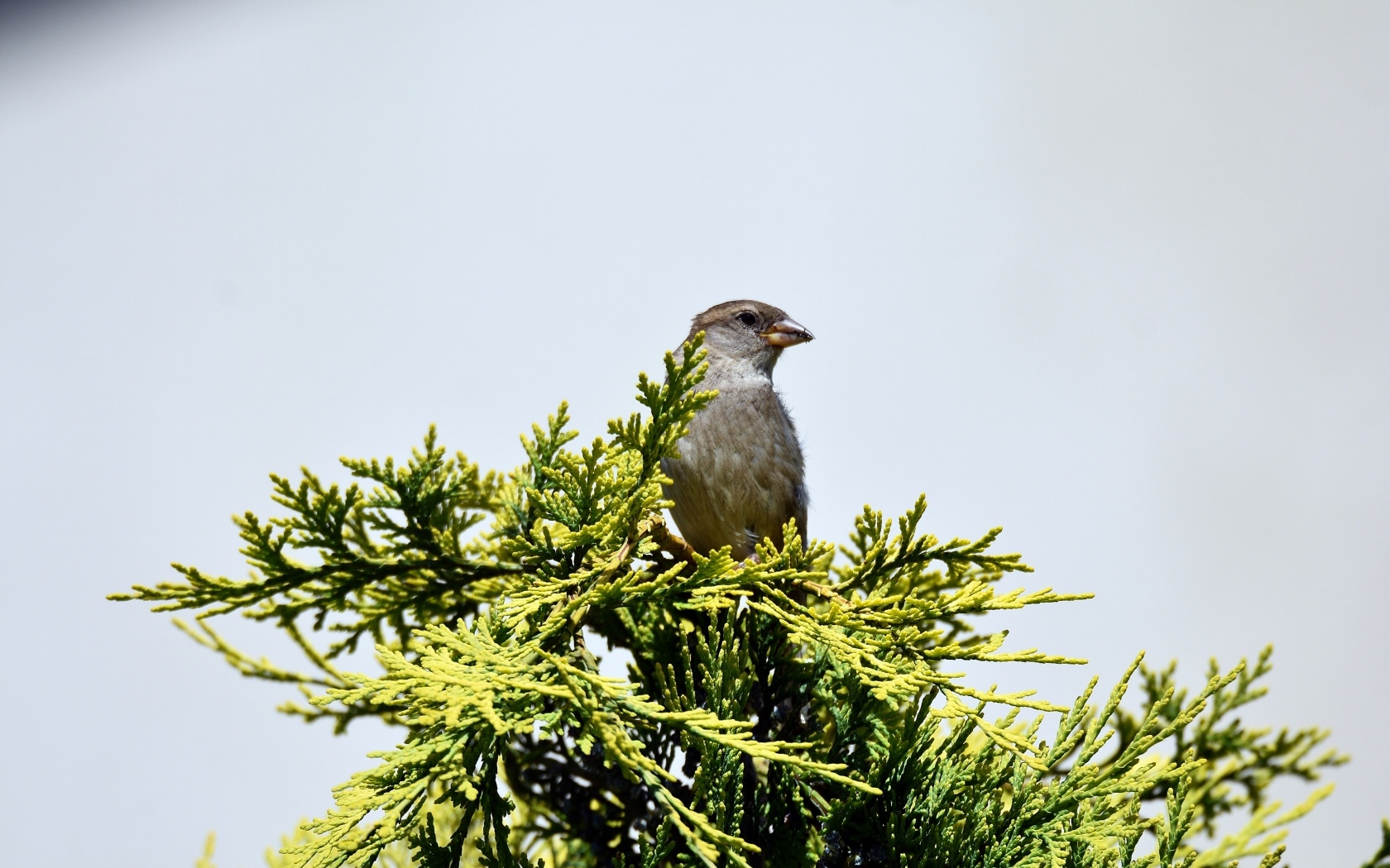 Воробей сидит на зеленой ветке на сером фоне