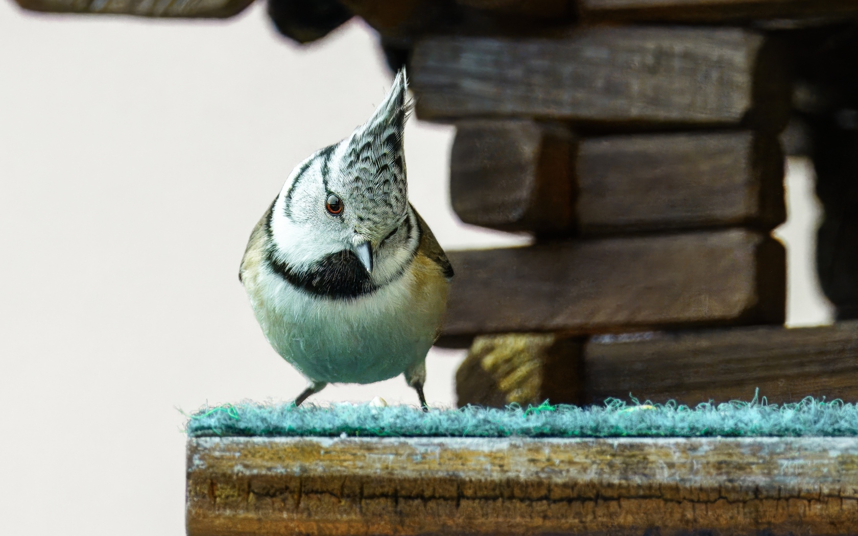 Хохлатая синица сидит у кормушки