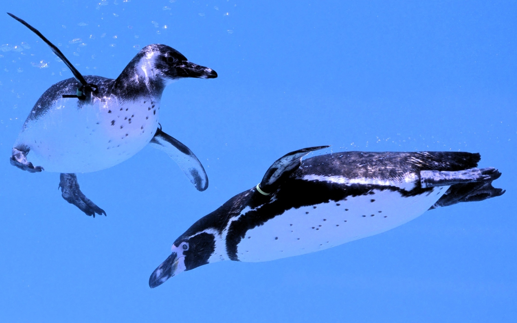 Два пингвина плавают в воде