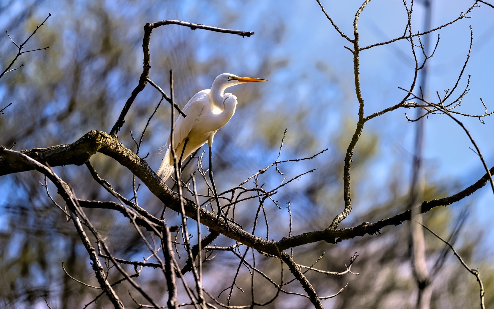 Белая цапля сидит на ветке дерева в лучах солнца