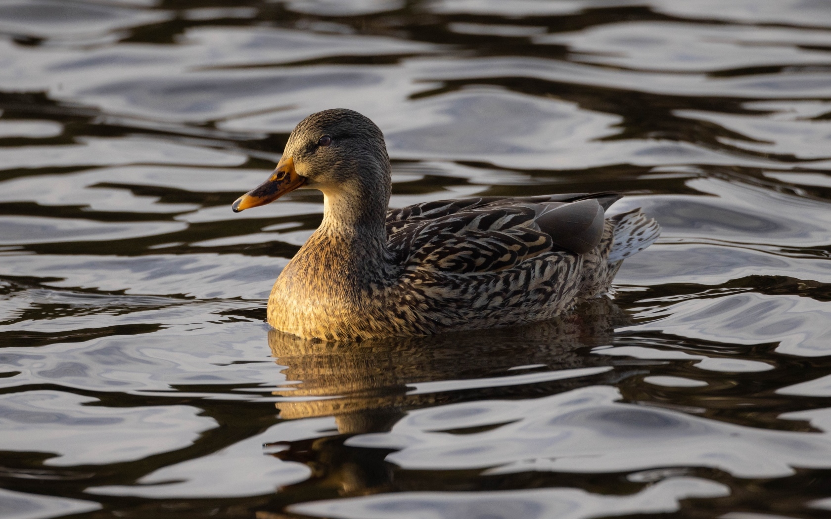 Дикая серая утка в воде